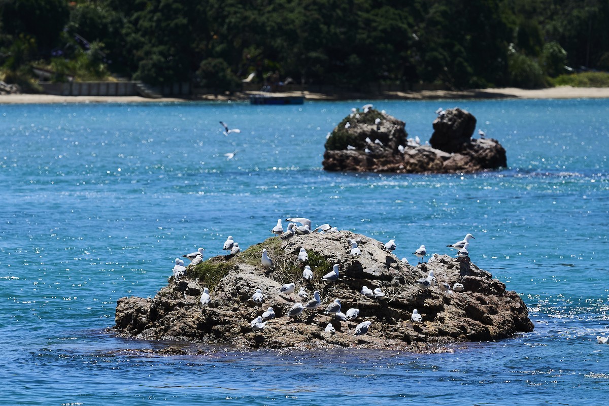 Австралийская чайка - ML646725768