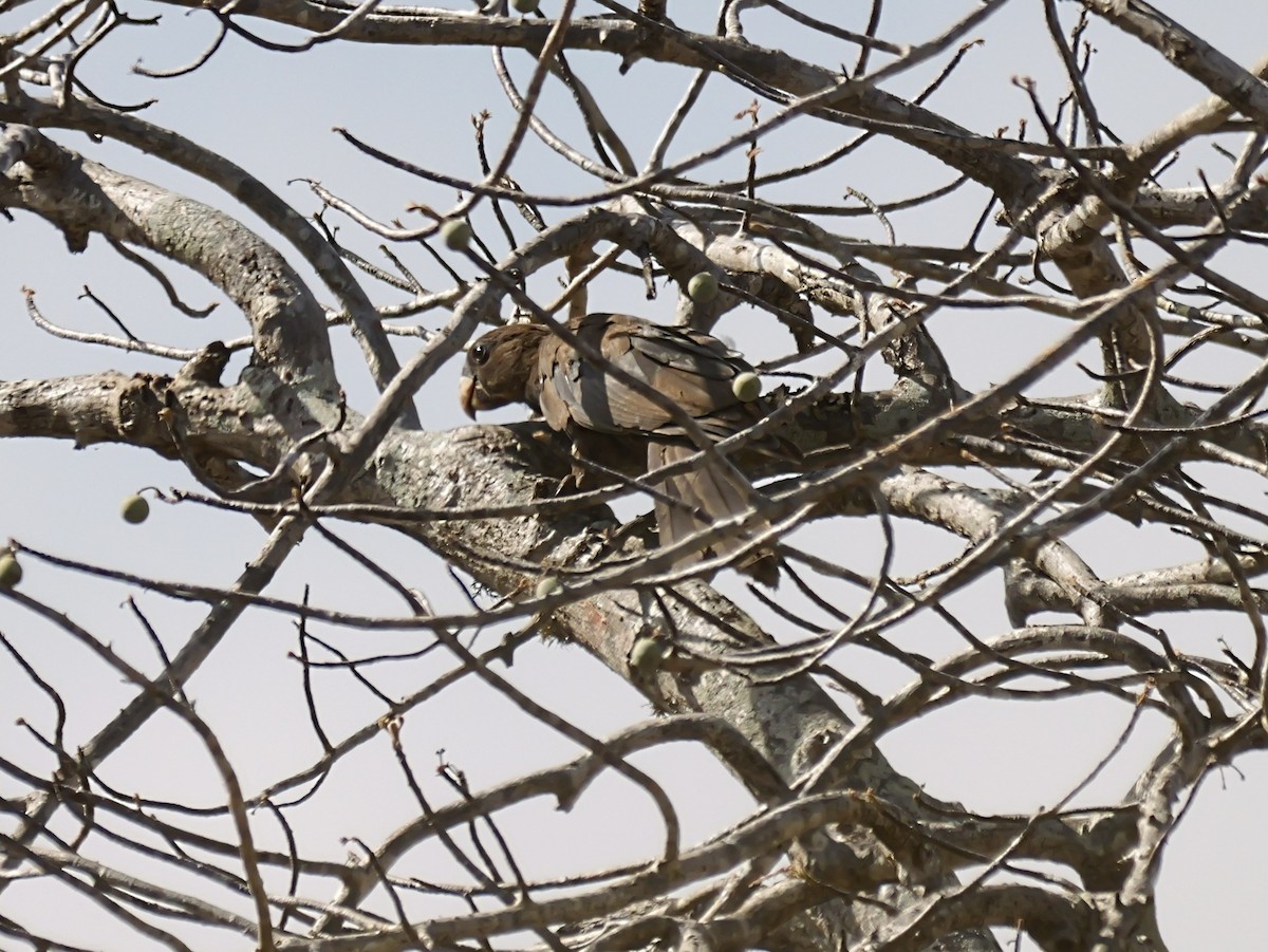 Vasapapagei - ML646725769