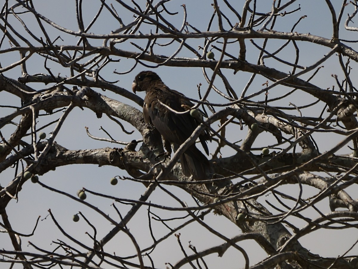 Vasapapagei - ML646725770