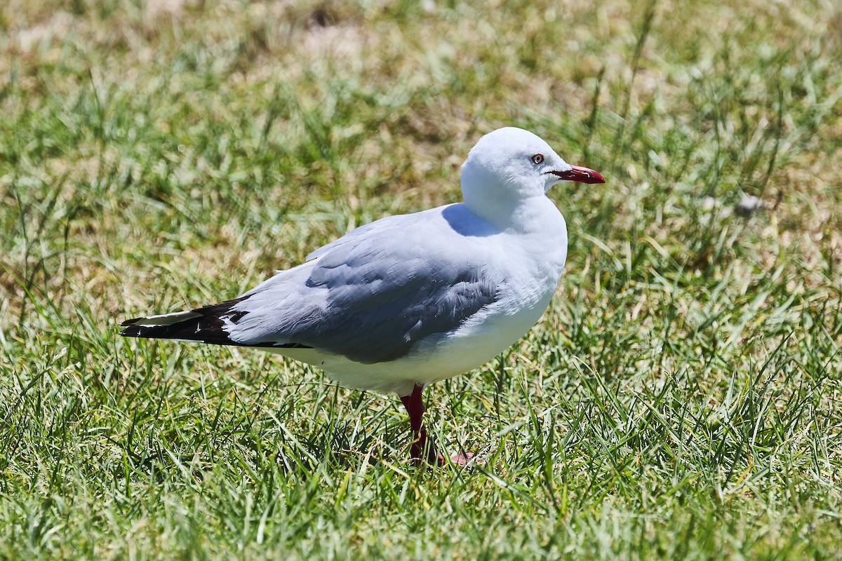 Австралийская чайка - ML646725771