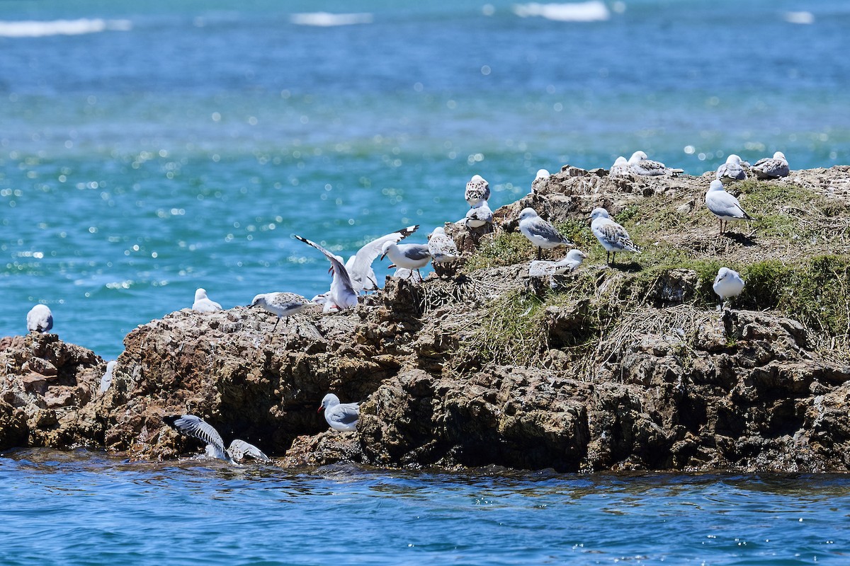 Австралийская чайка - ML646725772