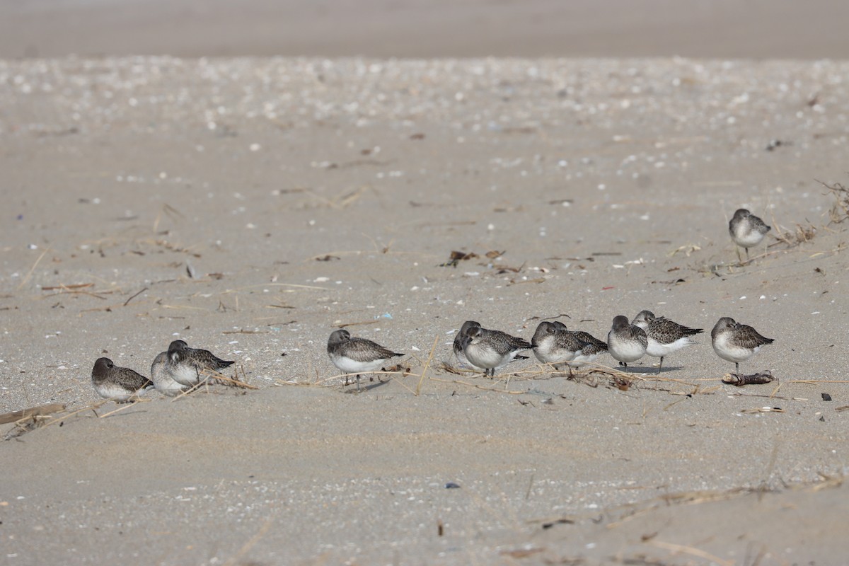 Black-bellied Plover - ML646725773
