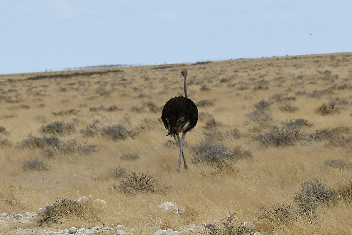 Strauß - ML646725774