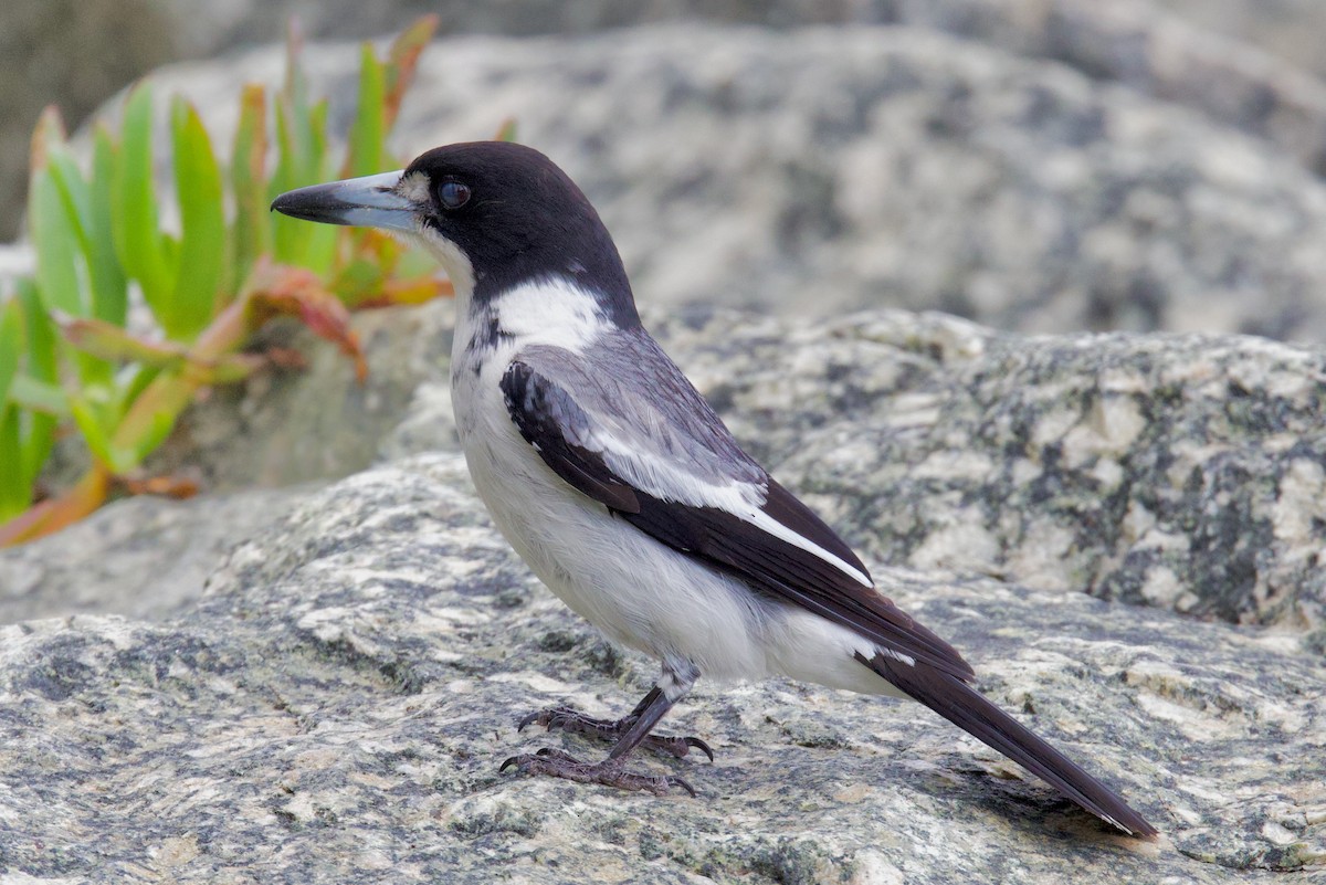 Graurücken-Krähenstar - ML646725783