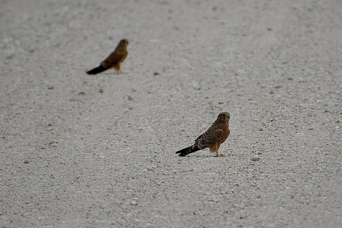 Steppenfalke - ML646725784