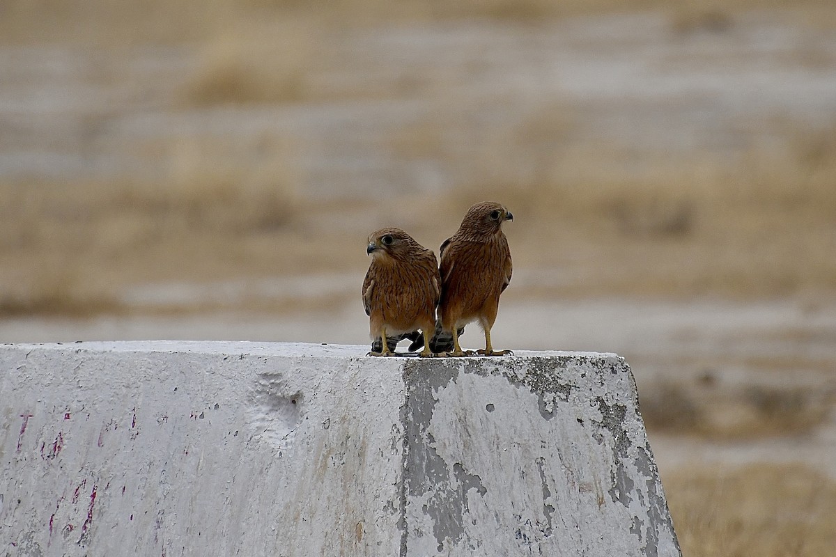 Steppenfalke - ML646725785