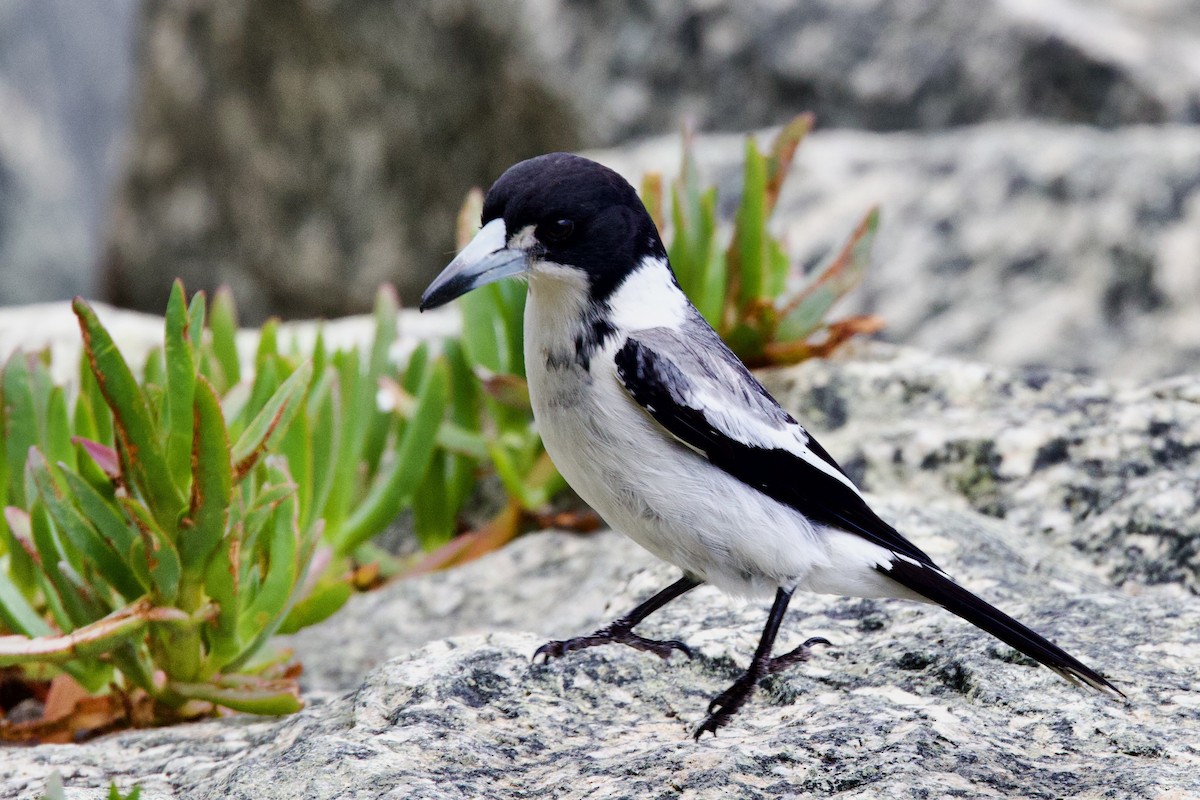 Graurücken-Krähenstar - ML646725786