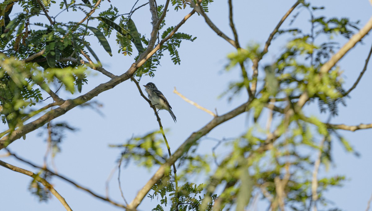 Least Flycatcher - ML646725787