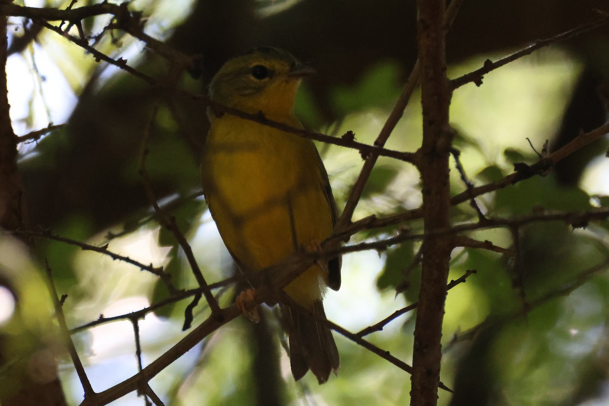 キンイタダキアメリカムシクイ - ML646725792