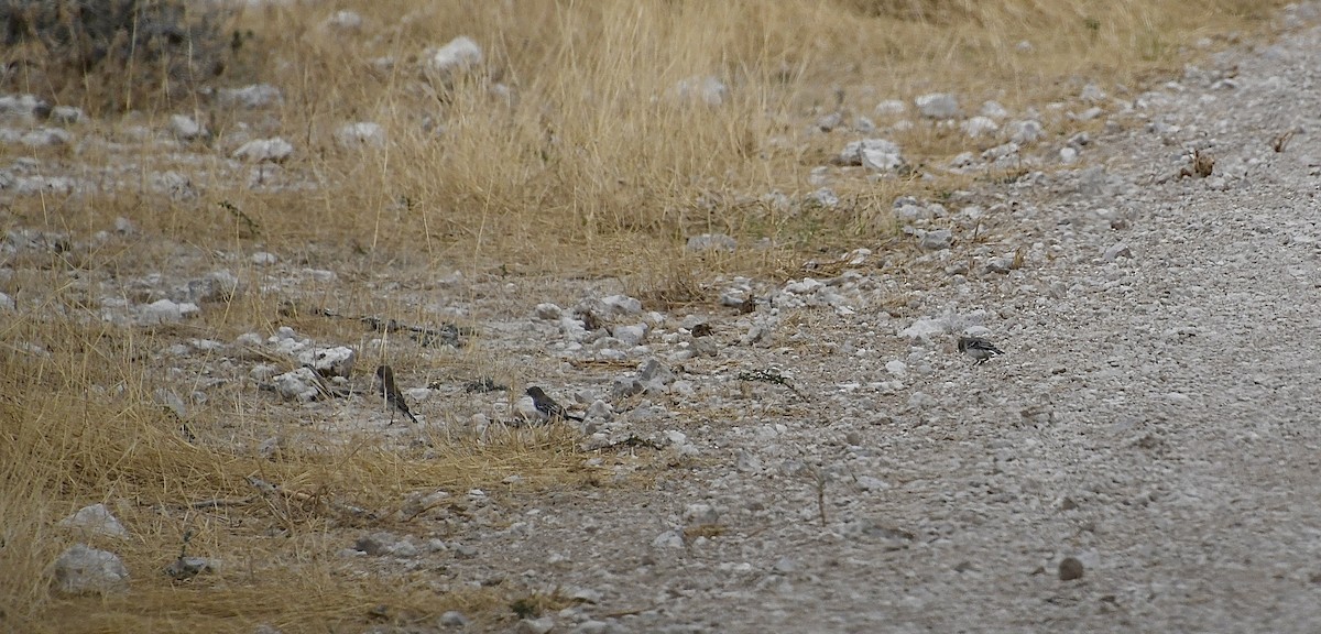 Bartweber - ML646725794