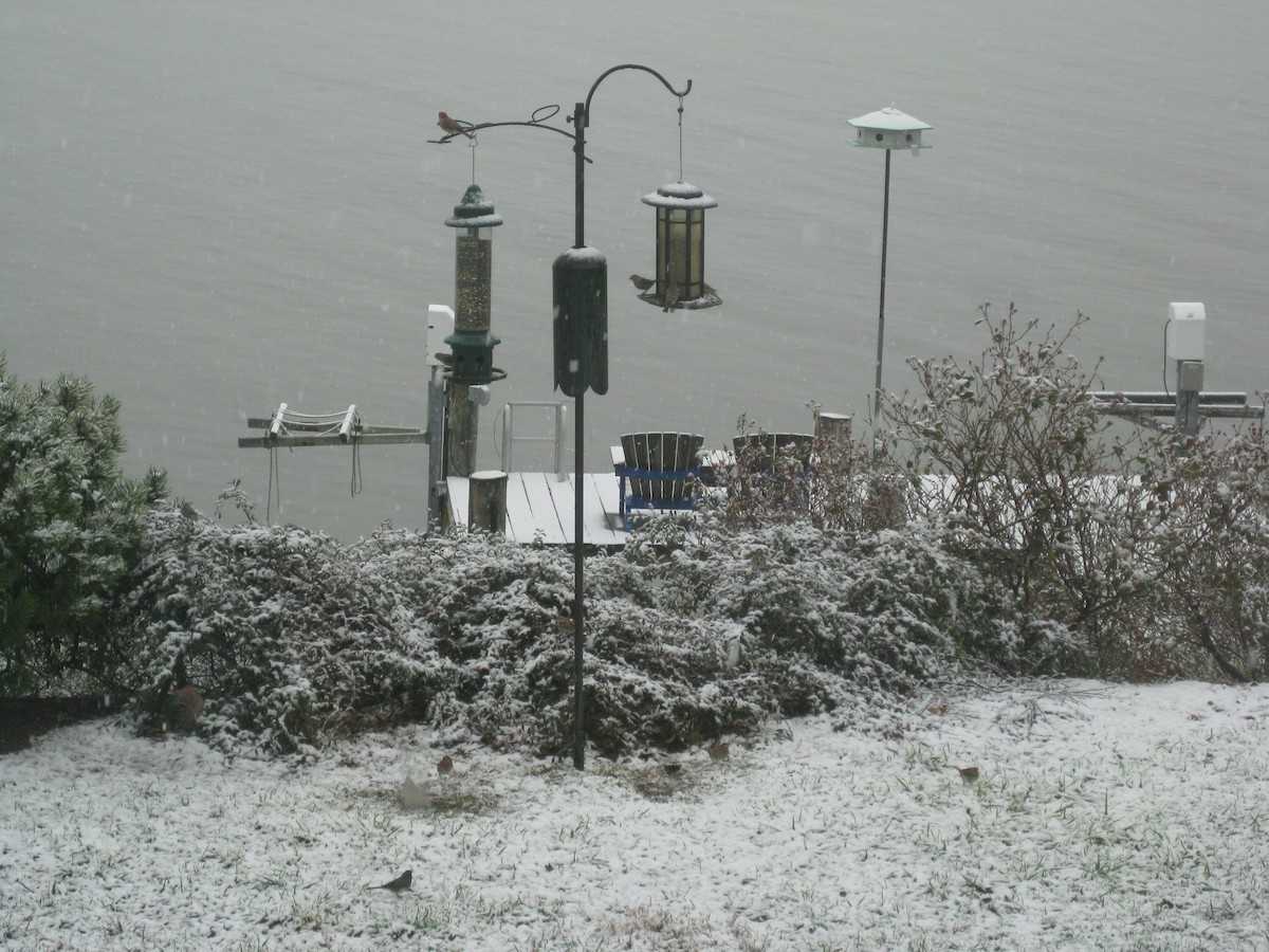 House Finch - ML646725795