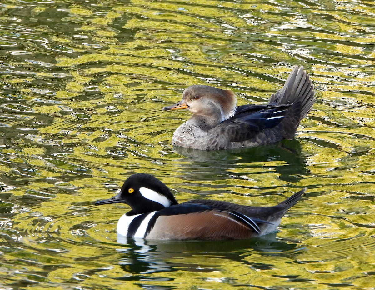 Zerra buruhandia - ML646725796