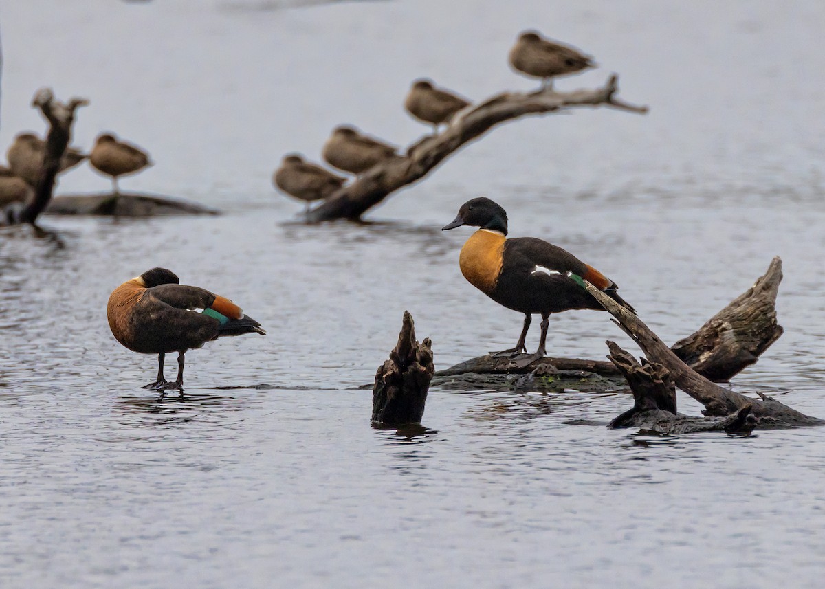 Australian Shelduck - ML646725800