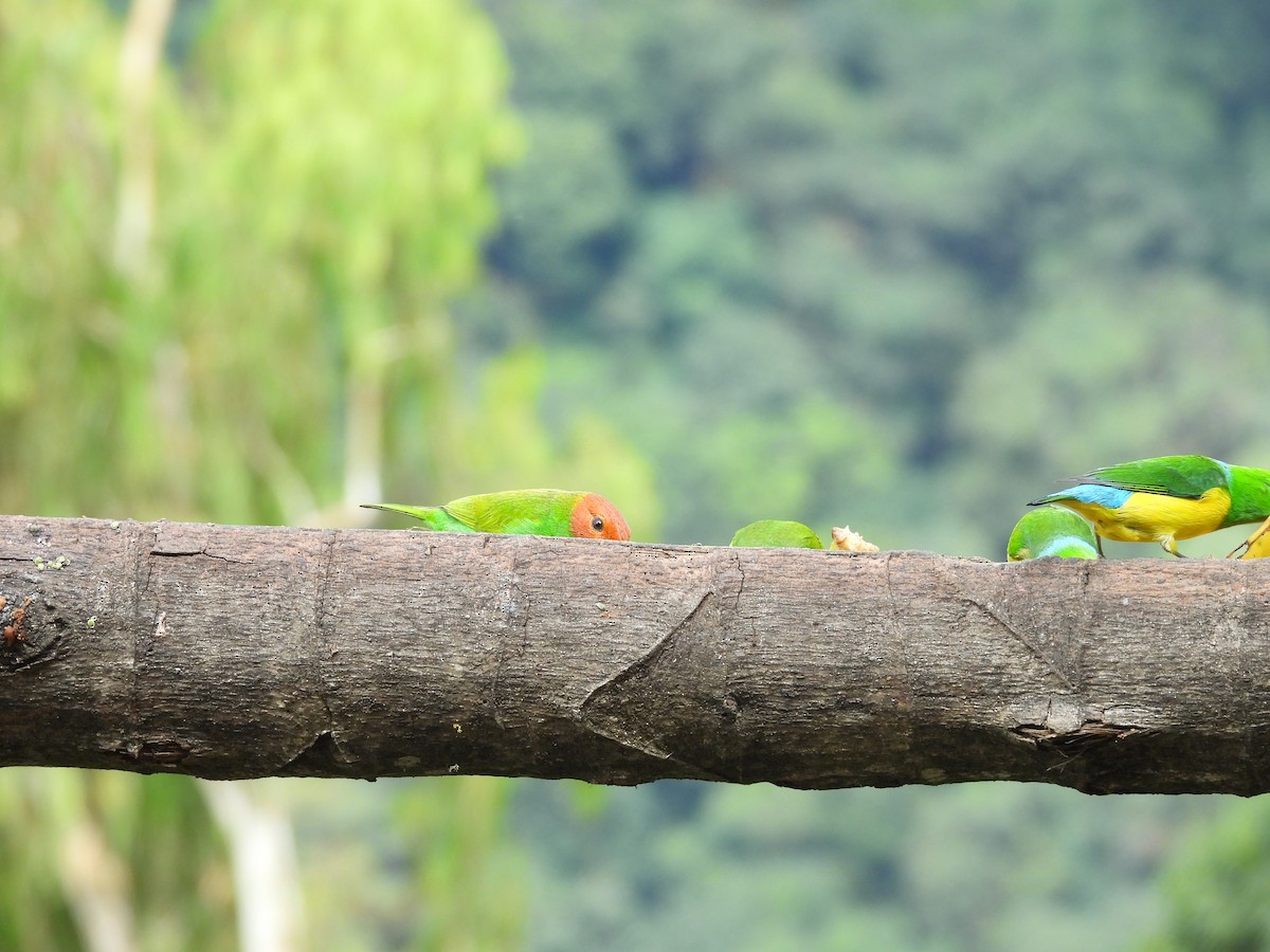 Bay-headed Tanager - ML646725801