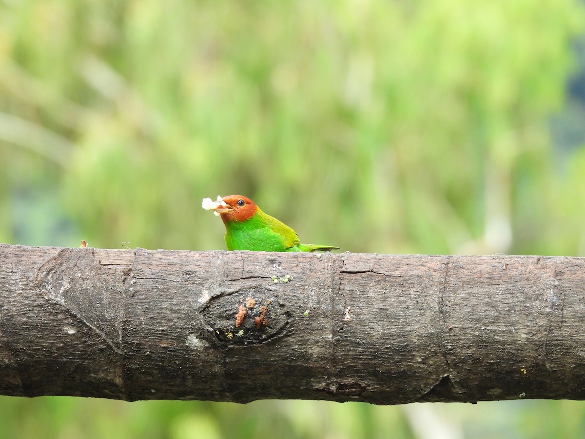 Bay-headed Tanager - ML646725802