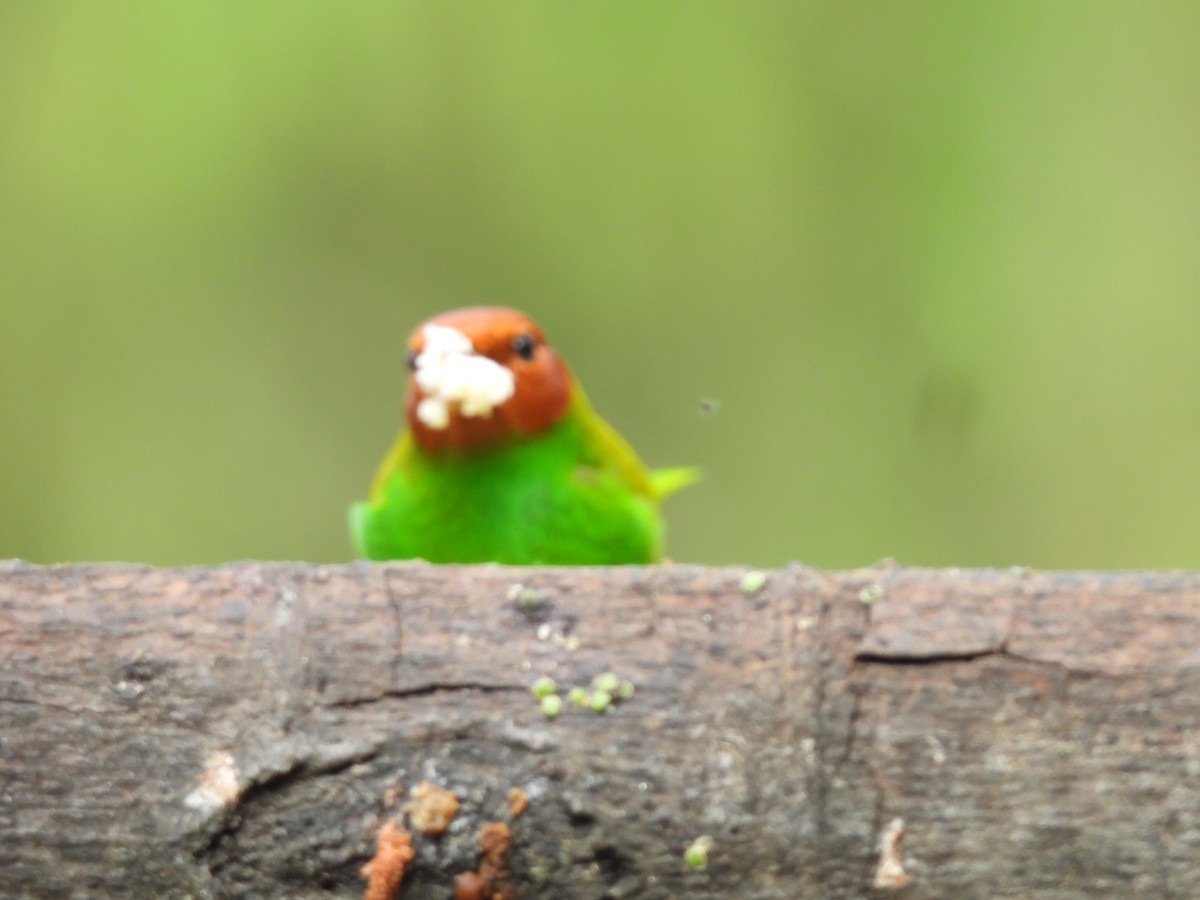 Bay-headed Tanager - ML646725803