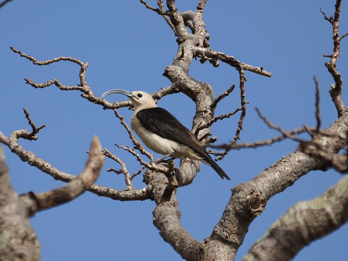 Sichelschnabelvanga - ML646725805