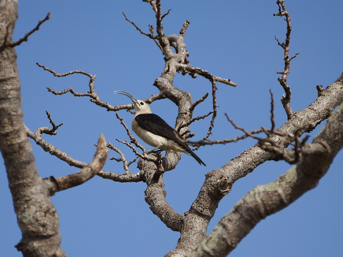 Sichelschnabelvanga - ML646725806