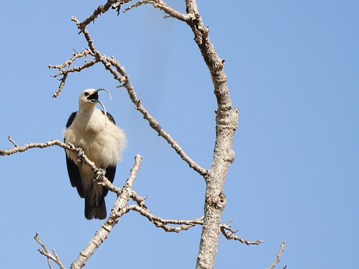 Sichelschnabelvanga - ML646725807