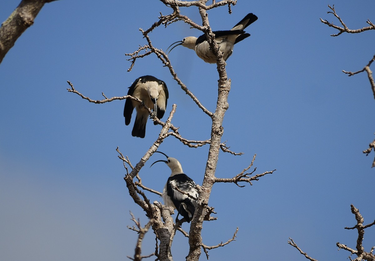 Sichelschnabelvanga - ML646725808