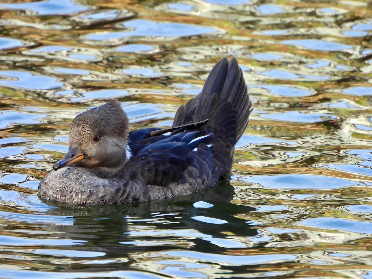 Zerra buruhandia - ML646725809