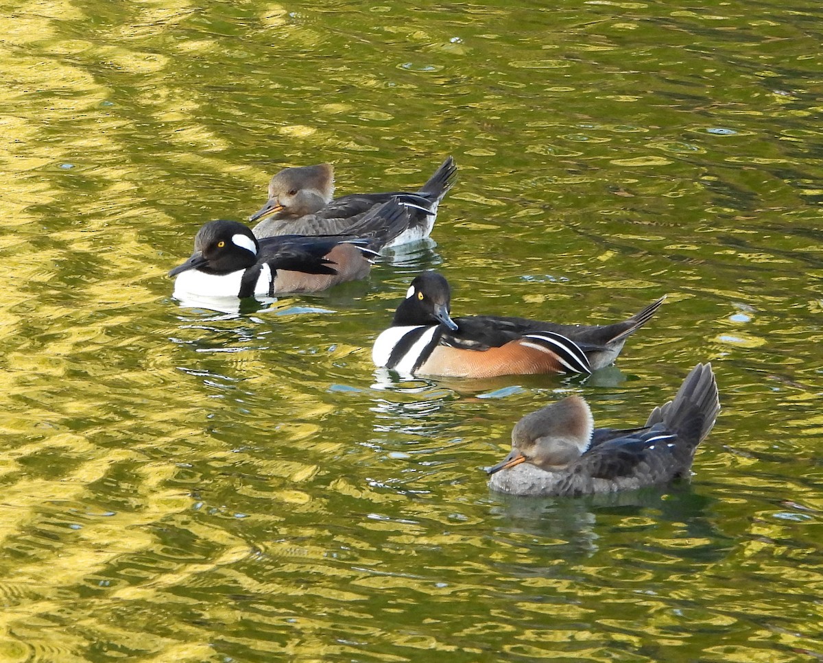 Zerra buruhandia - ML646725811