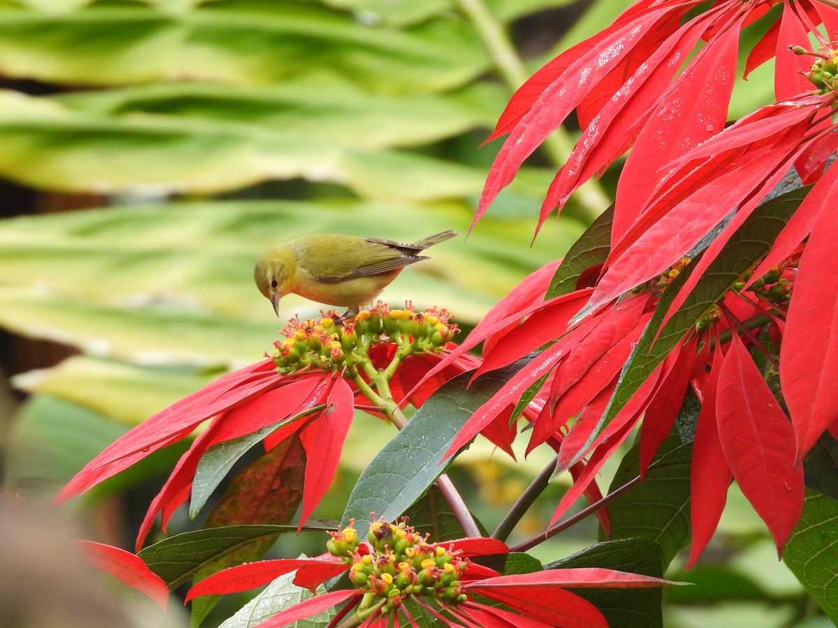 Tennessee Warbler - ML646725813