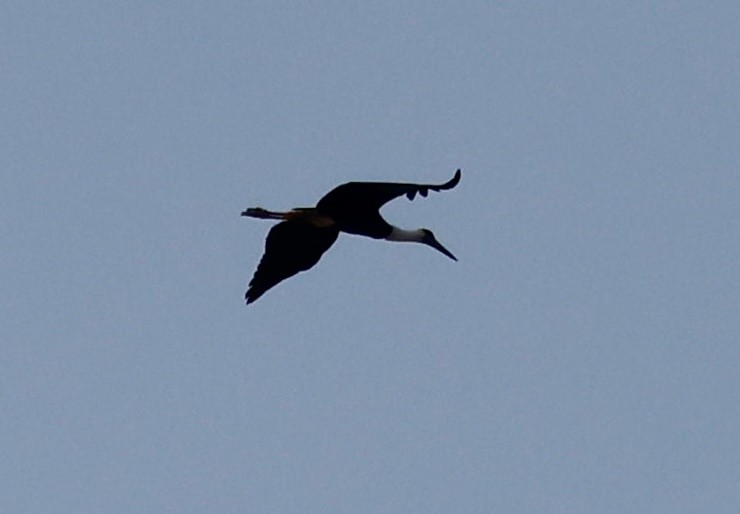 Asian Woolly-necked Stork - ML646725814