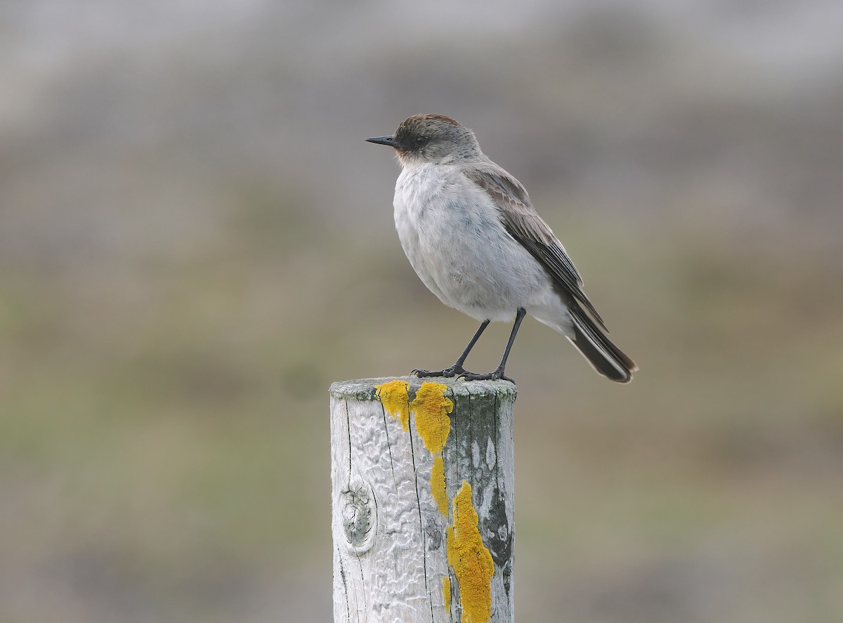 Dark-faced Ground-Tyrant (maclovianus) - ML646725815