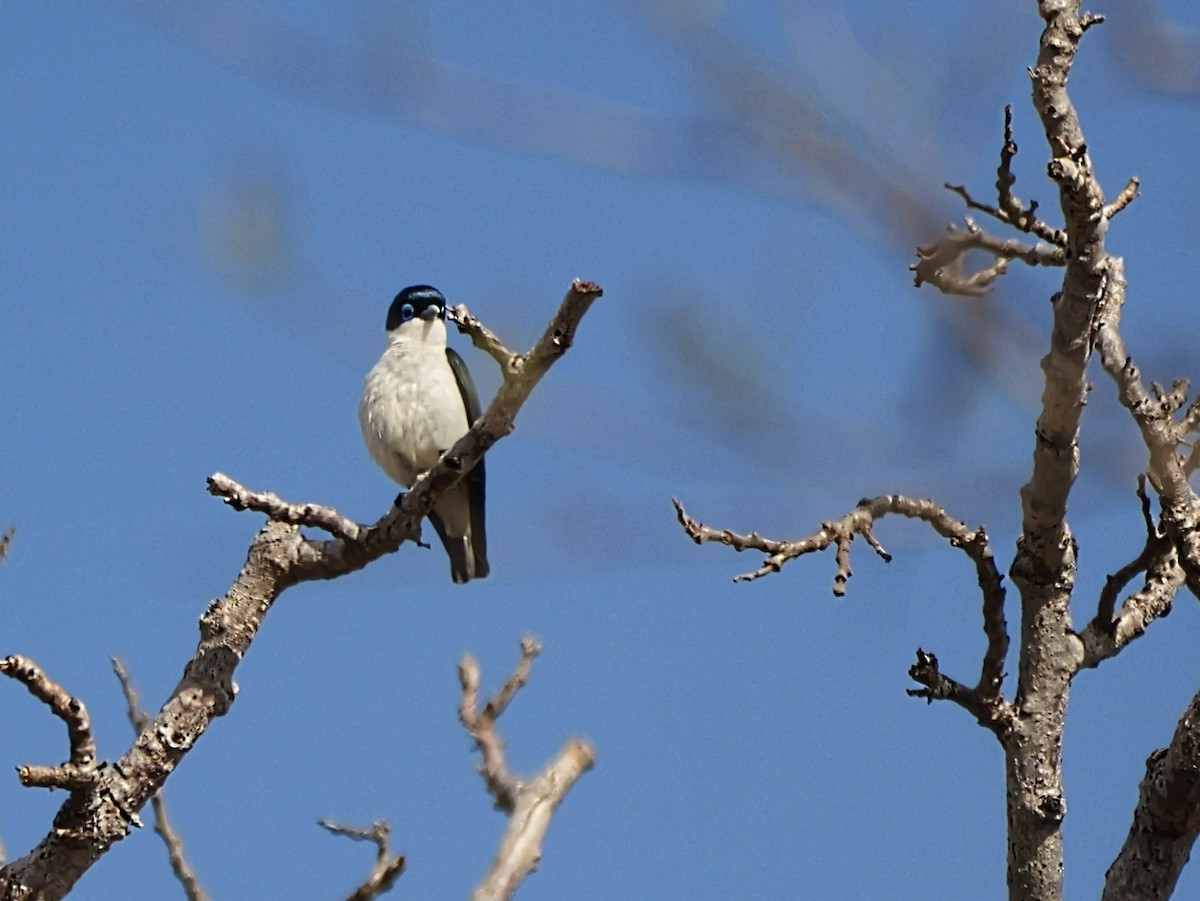 Elstervanga - ML646725816