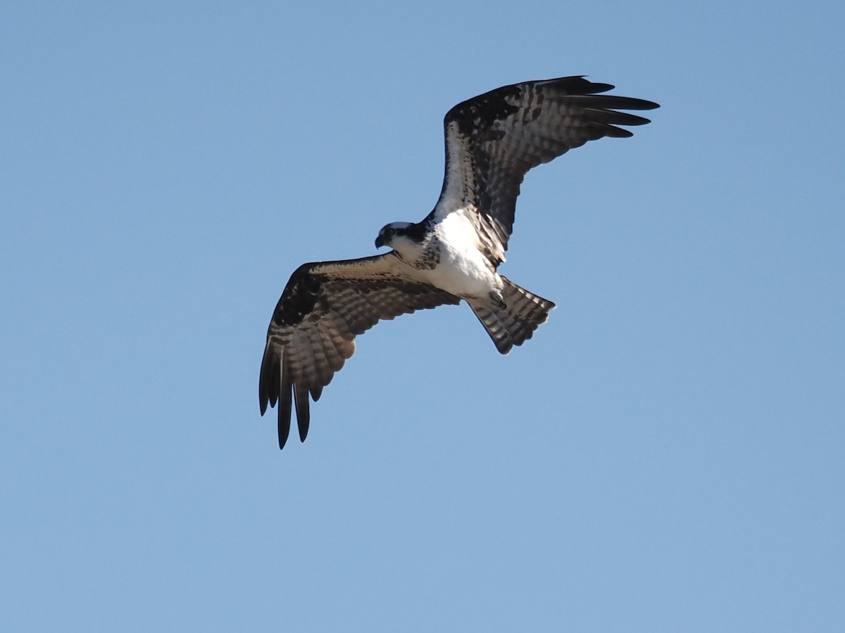 Скопа - ML646725820