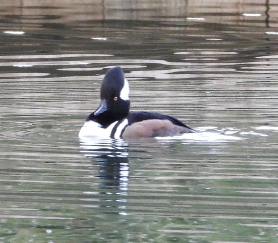 Zerra buruhandia - ML646725823