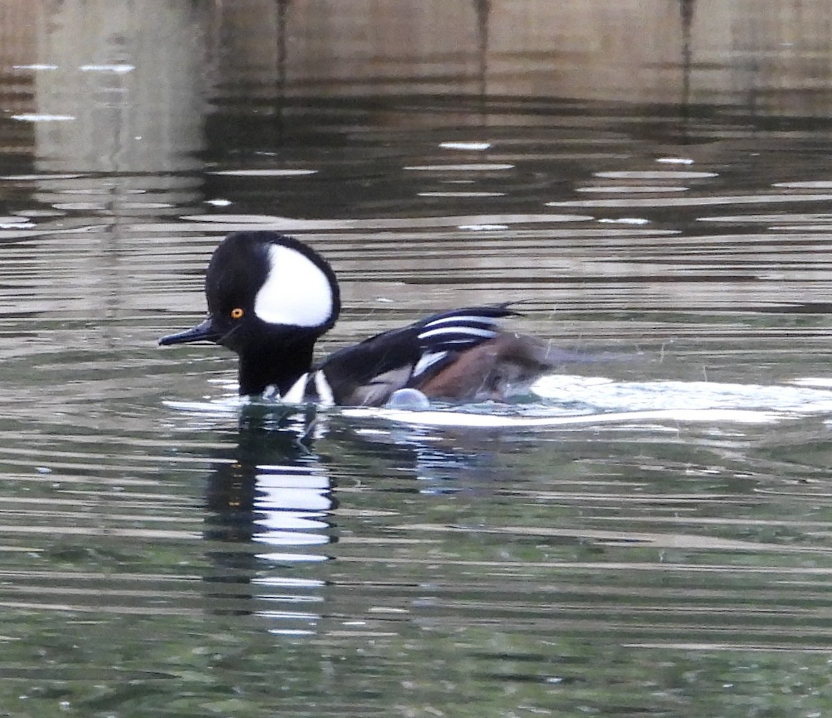 Zerra buruhandia - ML646725824