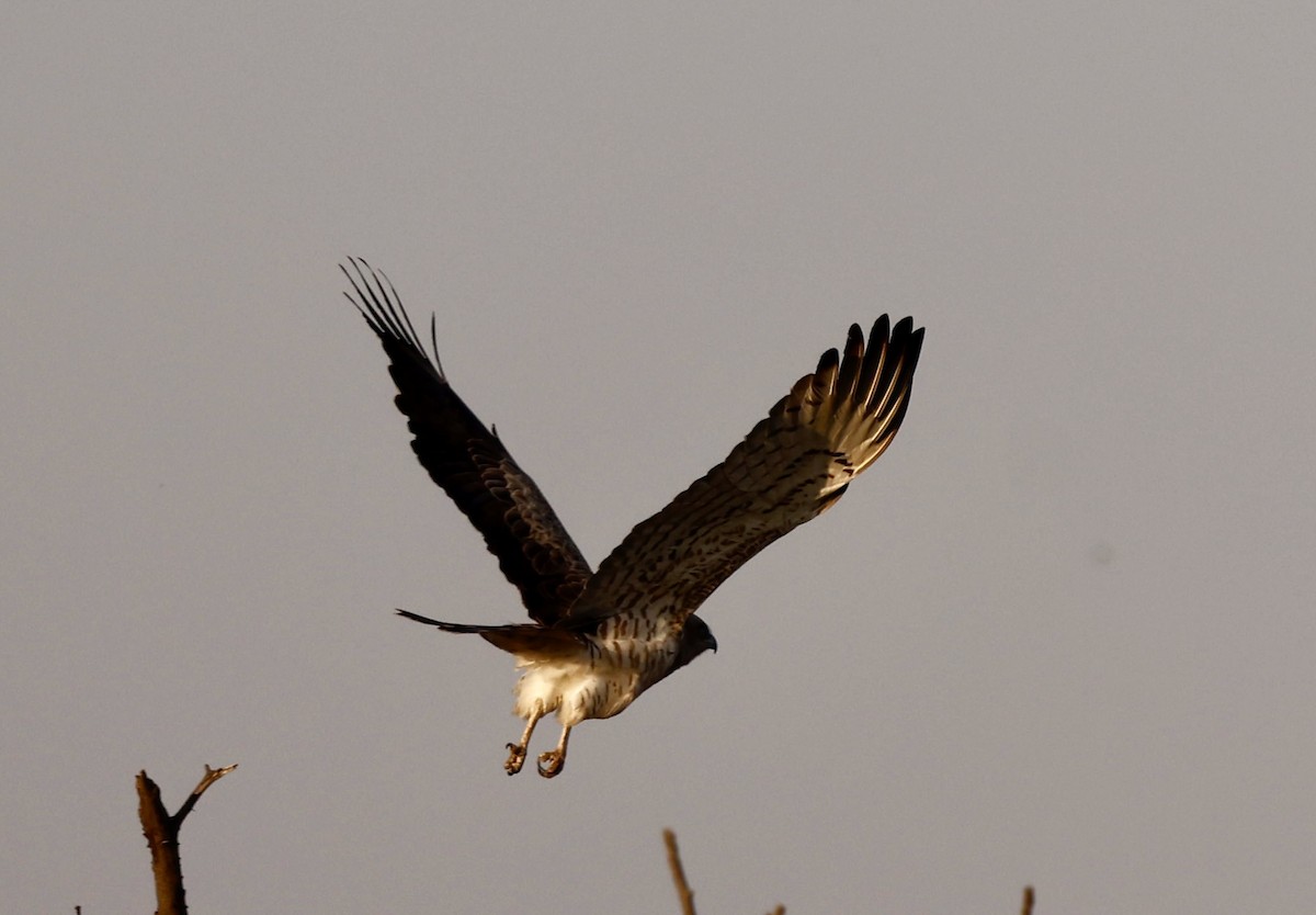 Short-toed Snake-Eagle - ML646725825