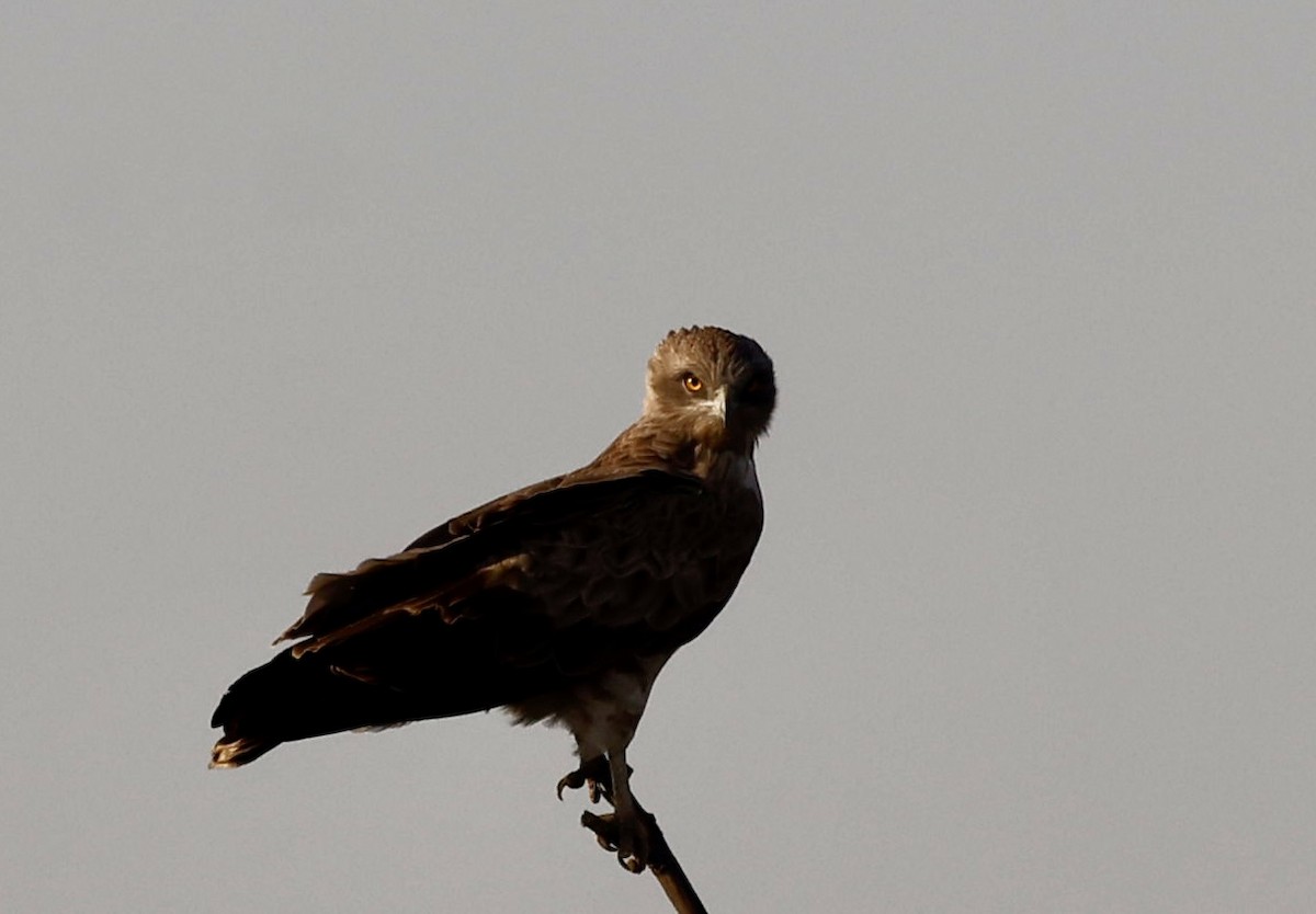 Short-toed Snake-Eagle - ML646725828