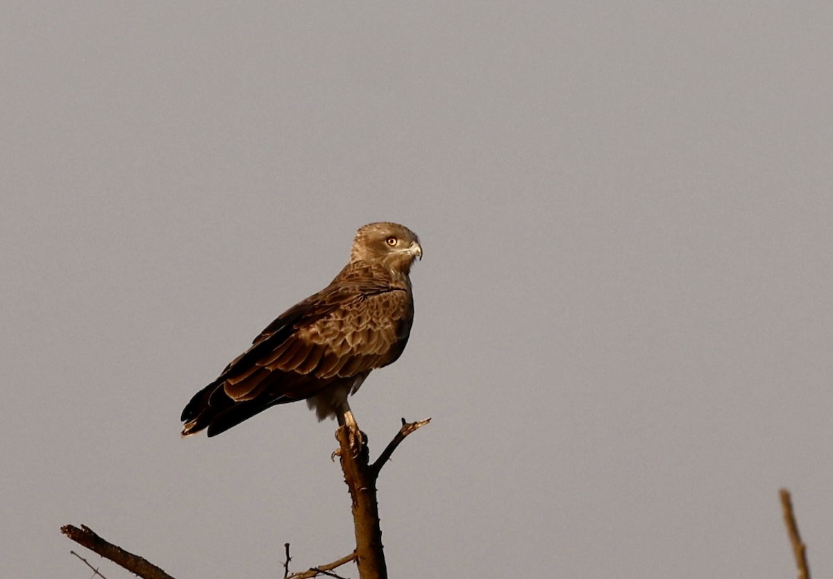 Short-toed Snake-Eagle - ML646725829