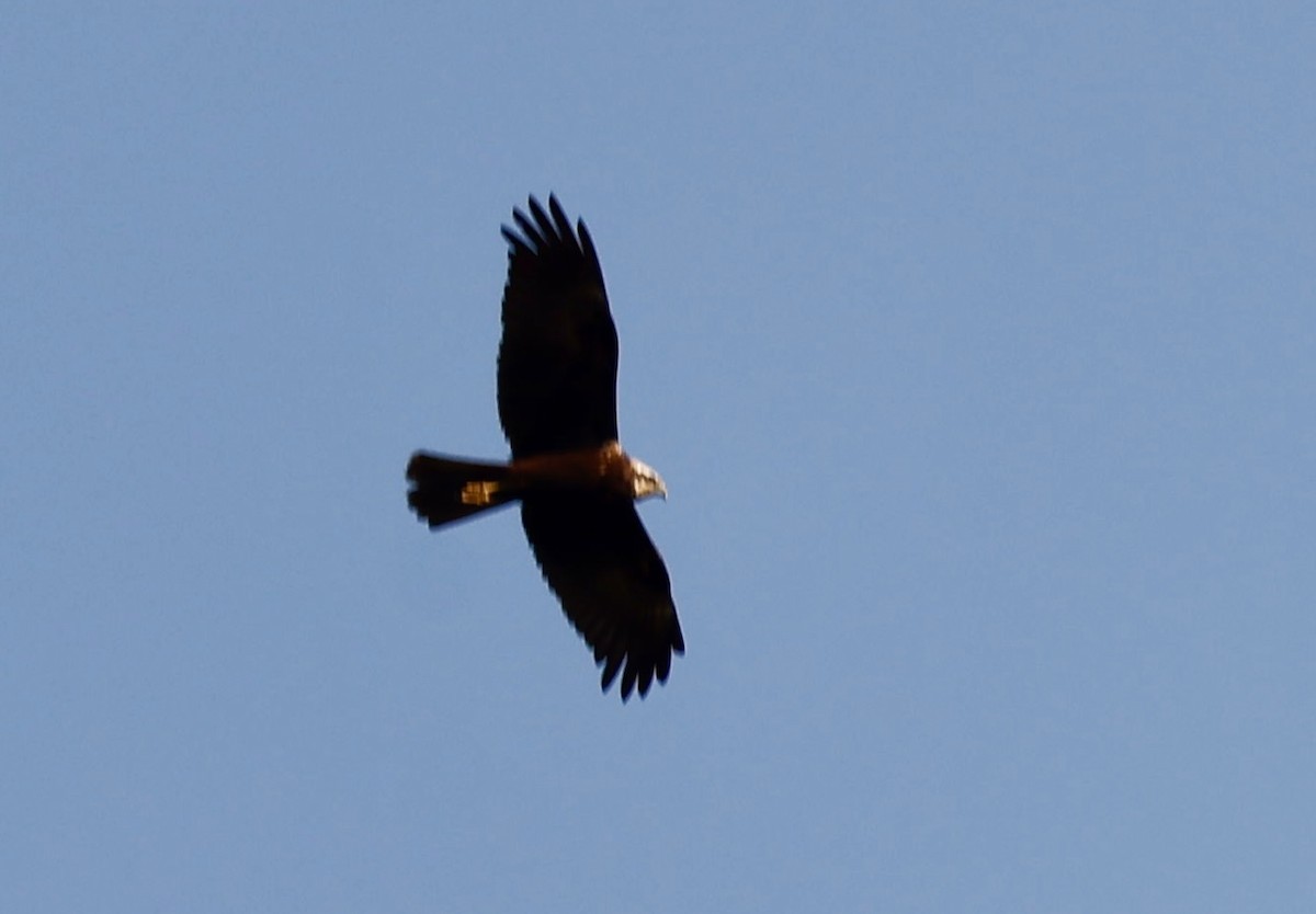 Western Marsh Harrier - ML646725836