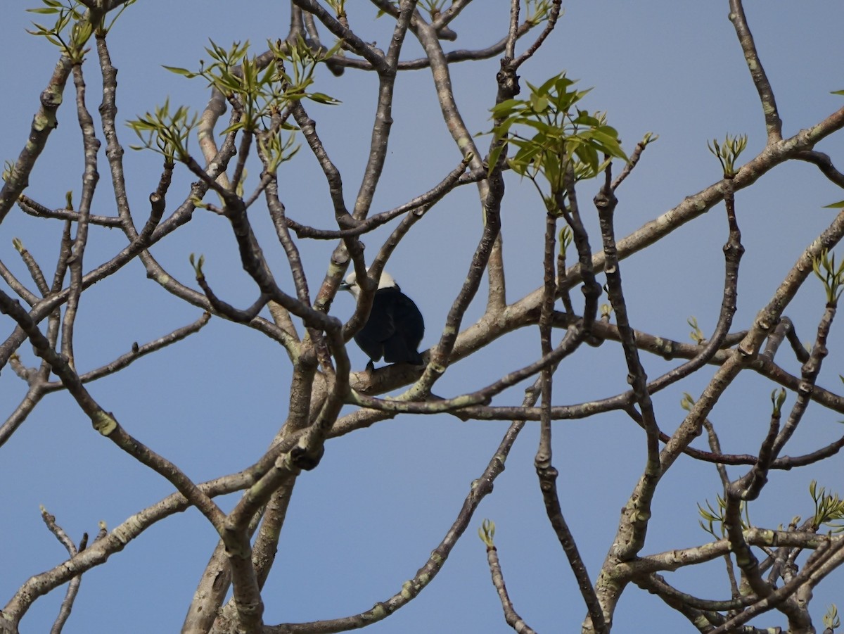 Weißkopfvanga - ML646725837