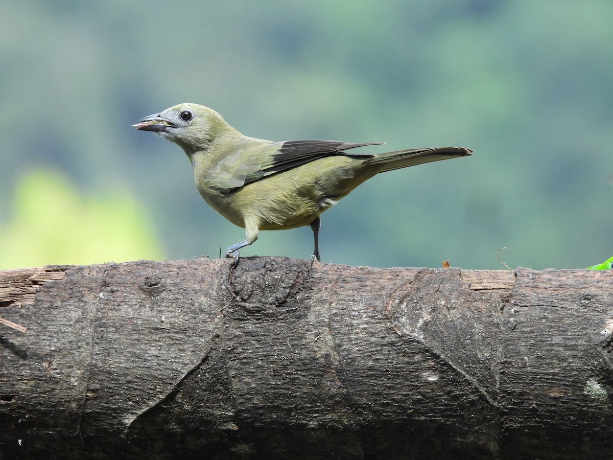Palm Tanager - ML646725838