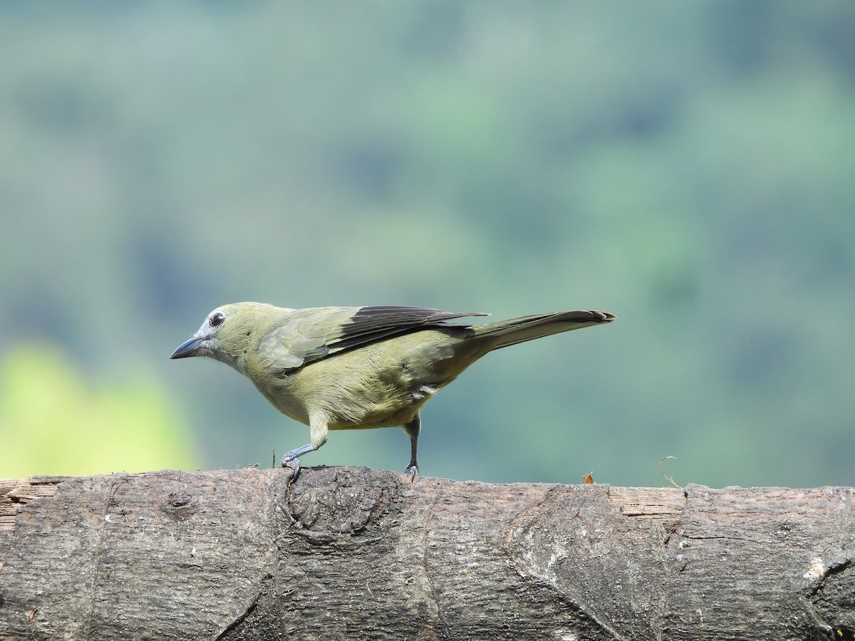 Palm Tanager - ML646725839