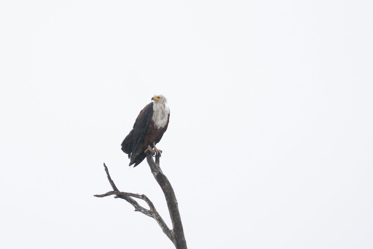 African Fish-Eagle - ML646725842