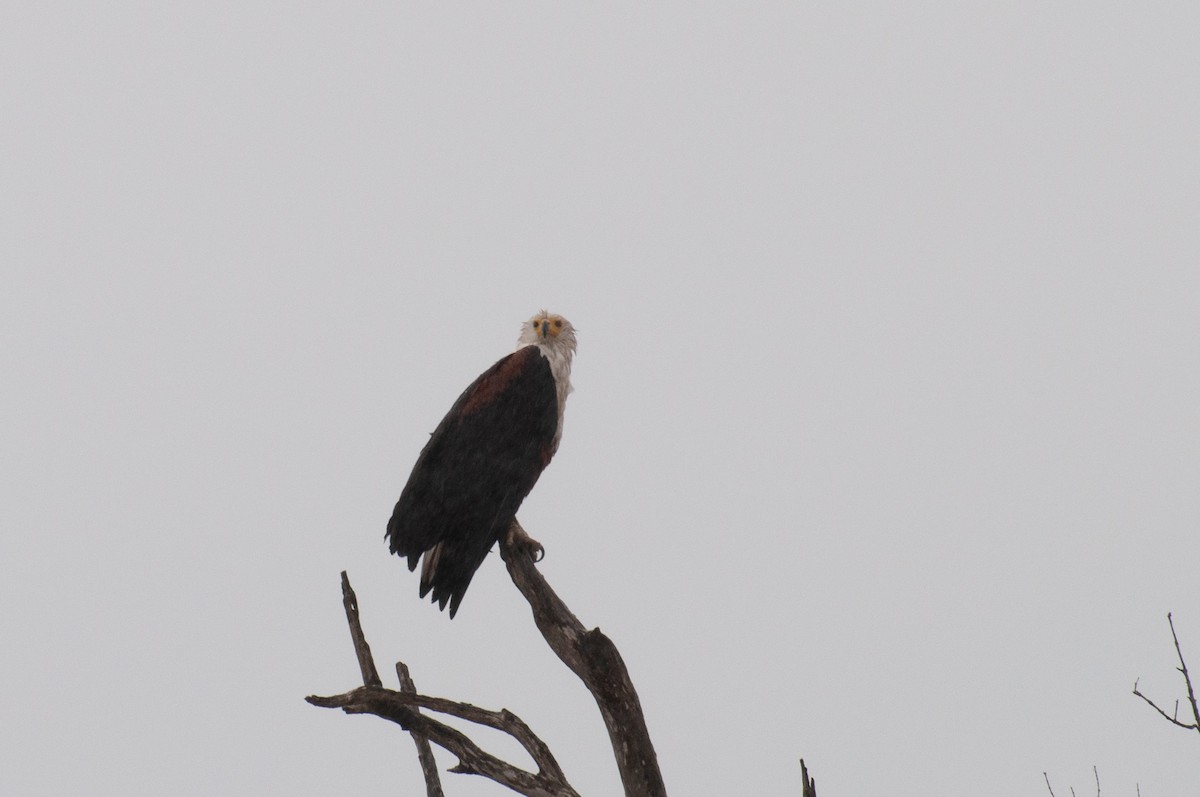 African Fish-Eagle - ML646725843