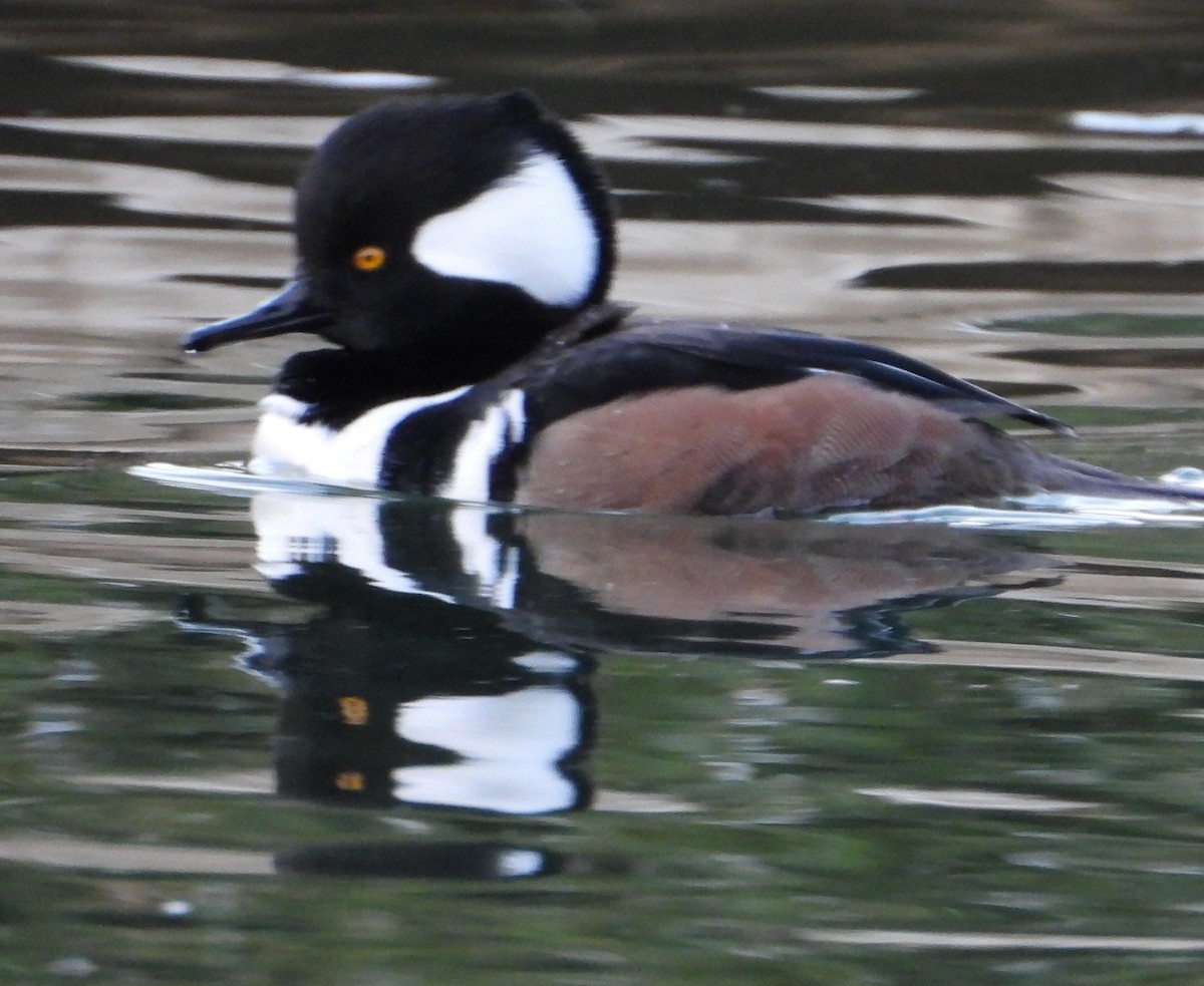 Zerra buruhandia - ML646725844