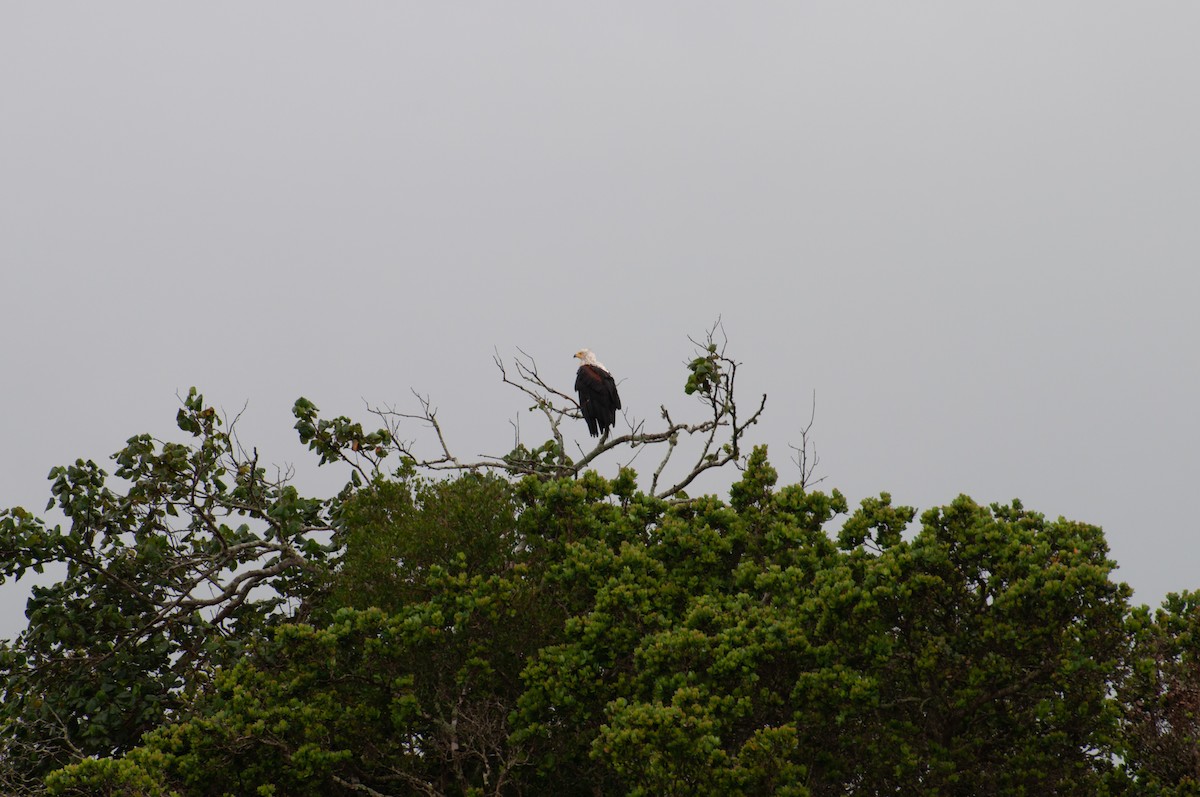 African Fish-Eagle - ML646725845