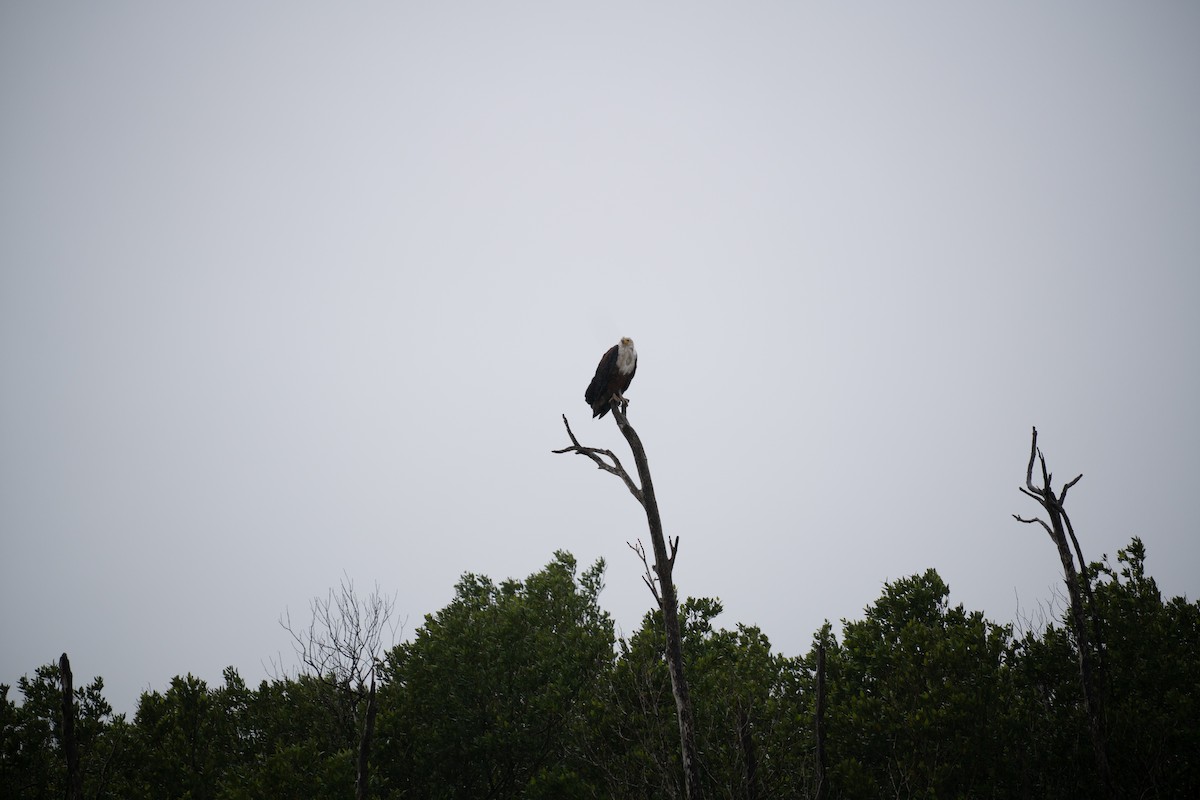 African Fish-Eagle - ML646725846