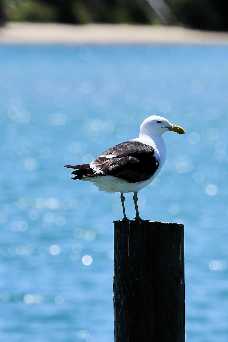 Kelp Gull - ML646725852