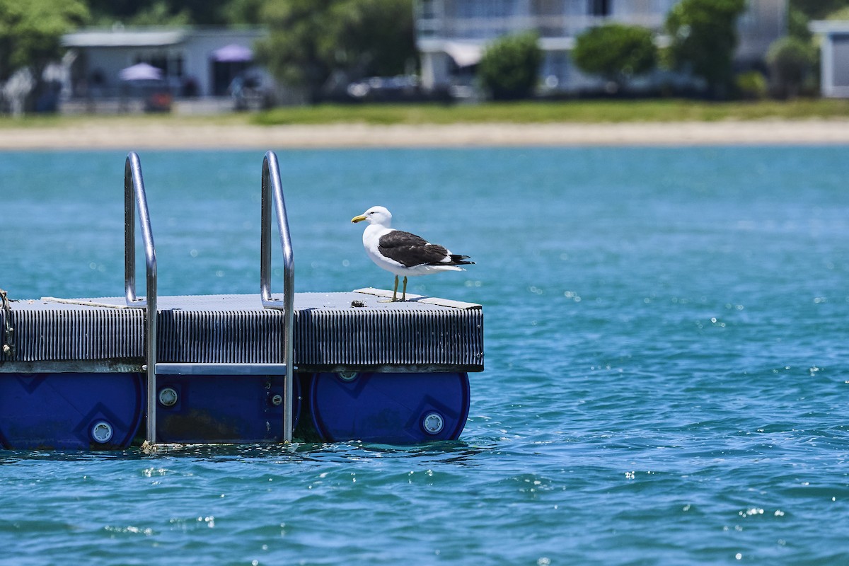 Kelp Gull - ML646725857