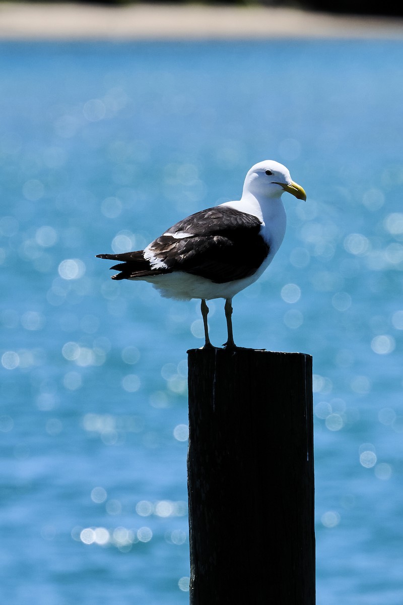 Доминиканская чайка - ML646725858