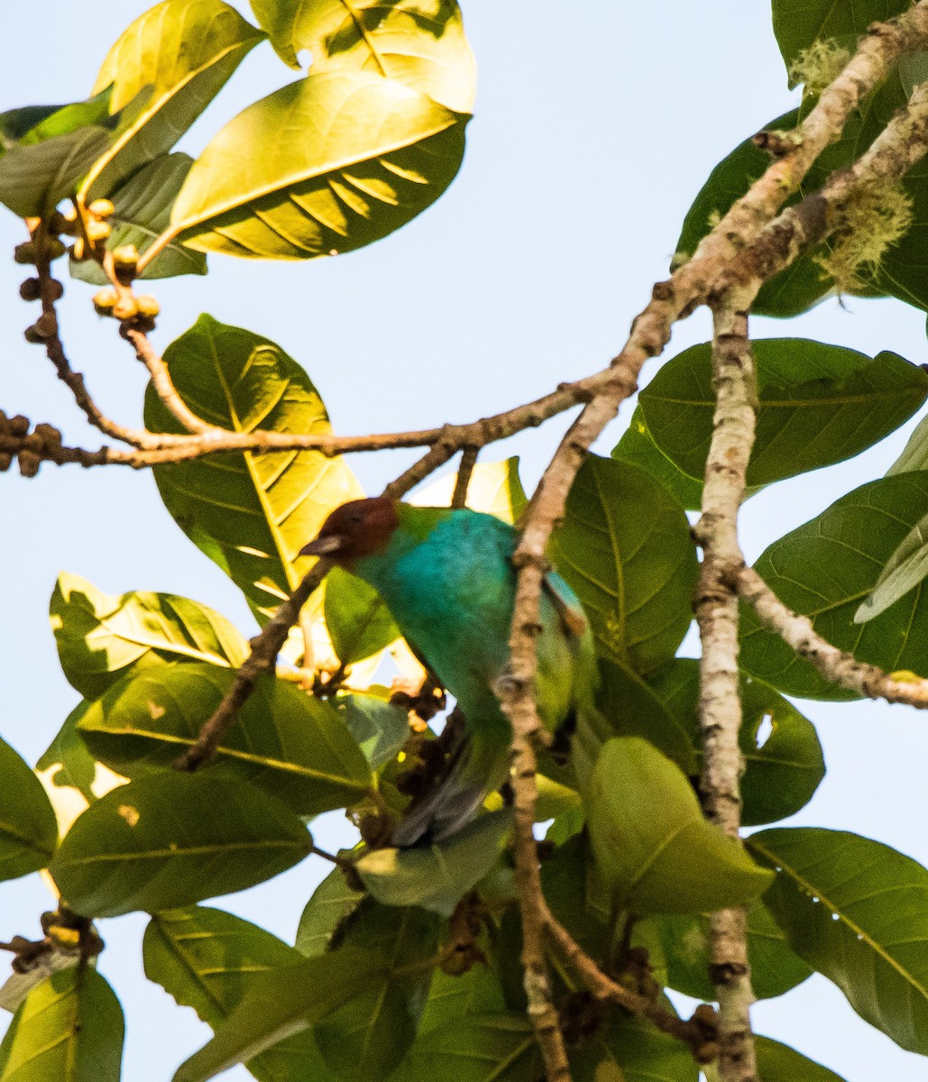 Bay-headed Tanager (Bay-and-blue) - ML646725863