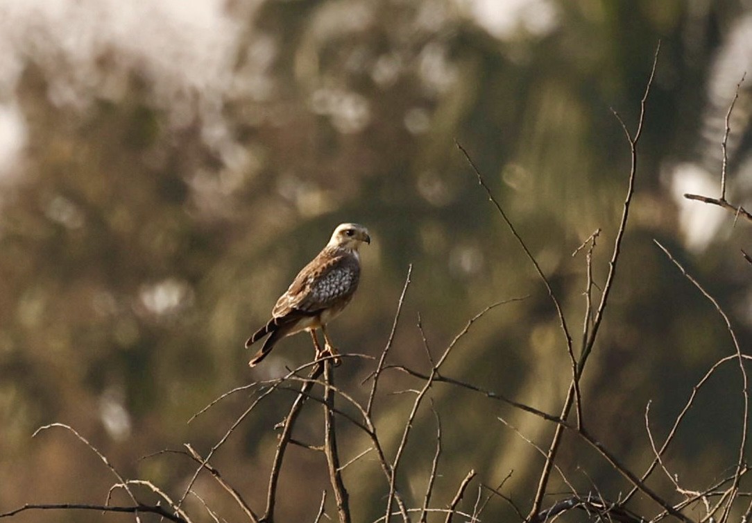 White-eyed Buzzard - ML646725865